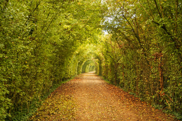 A country path through the autumnal trees with yellow fallen leaves