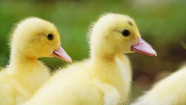 Closeup of yellow ducklings