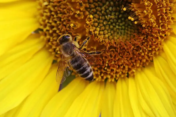 Photo of Close up of a honey bee getting pollen from a sunflower