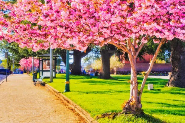 Photo of Bathurst street day pink trees