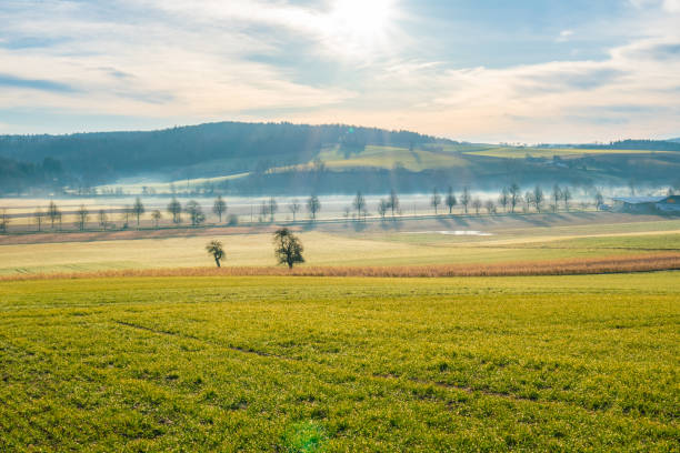 istock Idyllic rural scene, wheat crops, agricultural field 1294061415