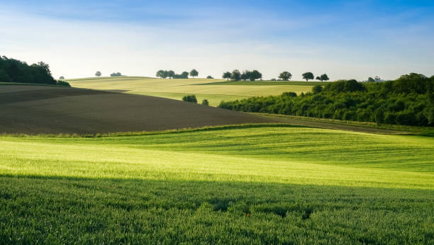 istock Charming rural scenery, green fields and woods in valley, agricultural field 1294061416