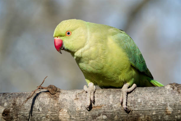 istock Closeup of green parrot resting on tree trunk with blurred background 1294061422