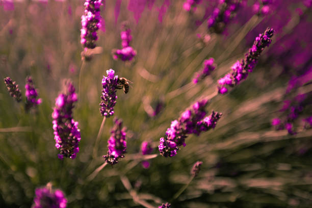 istock Lavender fields in Brihuega, Guadalajara, Spain. 1294061431