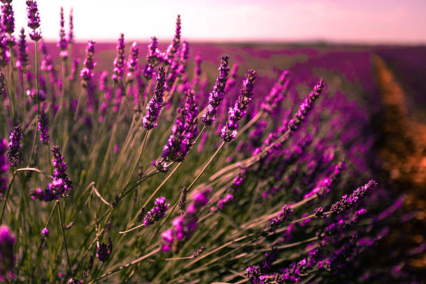 istock Lavender fields in Brihuega, Guadalajara, Spain. 1294061434