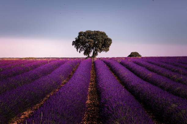 lavender fields in brihuega, guadalajara, spain. - scented non urban scene spring dirt imagens e fotografias de stock