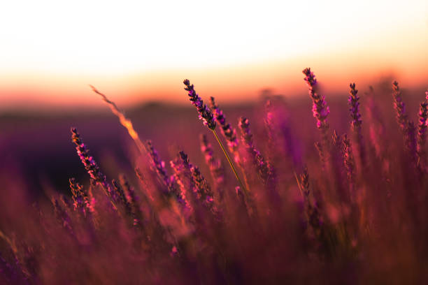istock Lavender fields in Brihuega, Guadalajara, Spain. 1294061460