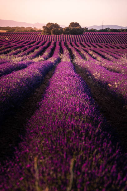 istock Lavender fields in Brihuega, Guadalajara, Spain. 1294061490