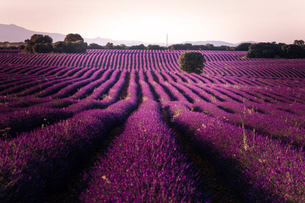istock Lavender fields in Brihuega, Guadalajara, Spain. 1294061492