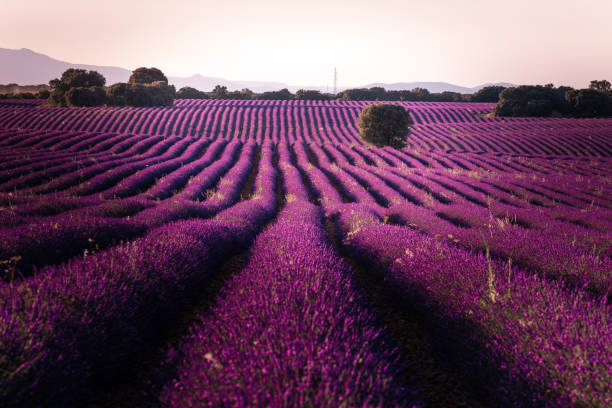 lavender fields in brihuega, guadalajara, spain. - scented non urban scene spring dirt imagens e fotografias de stock
