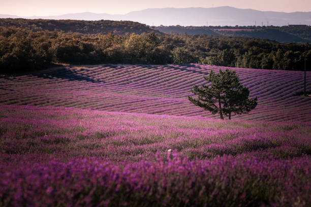 lavender fields in brihuega, guadalajara, spain. - scented non urban scene spring dirt imagens e fotografias de stock