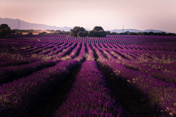 istock Lavender fields in Brihuega, Guadalajara, Spain. 1294061505