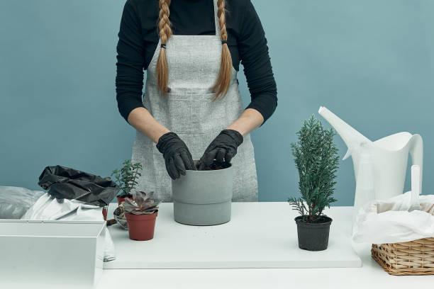 a garota planta plantas interiores e flores em solo e vasos. cuidados e manutenção da planta. hobby. - 11892 - fotografias e filmes do acervo