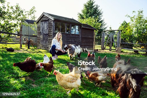 istock Smiling woman in early 20s caring for goats and chickens 1294062437