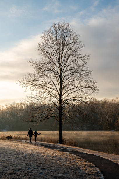istock Taking a walk by a tree on a cold winter morning 1294062541