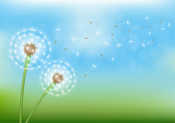 löwenzahn mit fliegendem samen am himmel. - dandelion freedom silhouette wind stock-grafiken, -clipart, -cartoons und -symbole