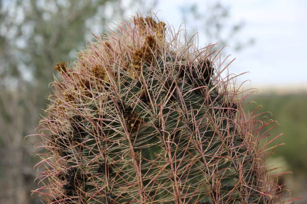 istock Scenery in and around Scottsdale Arizona 1294064961