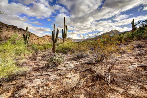 istock Scenery in and around Scottsdale Arizona 1294065043