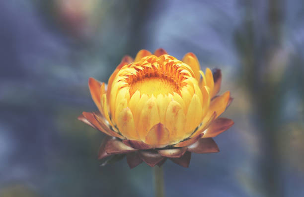 Close up of a yellow Australian Everlasting Daisy, Xerochrysum bracteatum, family Asteraceae Close up of a yellow Australian Everlasting Daisy, Xerochrysum bracteatum, family Asteraceae. Endemic to all Australian states and territories. Also known called paper daisies and strawflowers. australian wildflower stock pictures, royalty-free photos & images