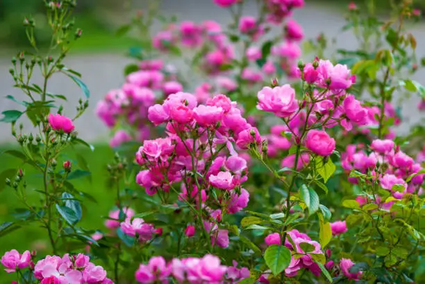 Deep pink Angela roses blooming in the garden, overall view. Modern shrubrose by Kordes flowers abundantly all season long