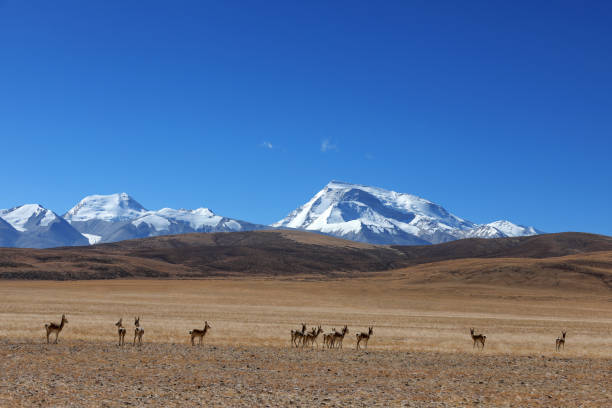 Wild Tibetan Antelope on the foot of Namunani Mountain, Tibet stock photo