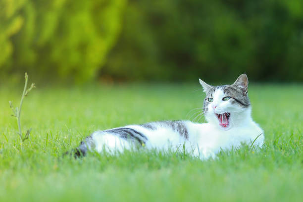 istock sleepy cat on the green 1294069016