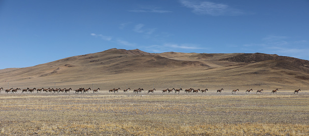 A group of Tibetan Wild Ass running on grassland in Tibet