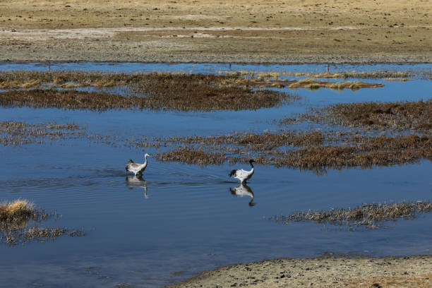 istock Bangong lake in Ali District, Tibet 1294069759