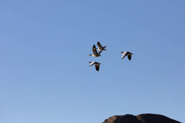 istock Black-necked crane flying above a lake 1294069788