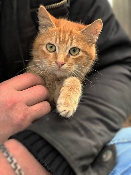 istock Portrait of a Sad Cat Sitting in Hands 1294072827