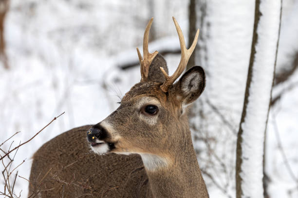 istock White-tailed deer in the snowy forest. . 1294073586