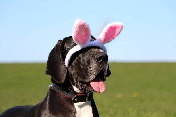 a funny black great dane the easter bunny ears fall from the head over the eyes stock photo