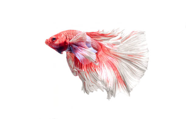 Fighting fish, Betta fish beautiful color fighting fish Siam, white background. Fighting fish, Betta fish beautiful color fighting fish Siam, white background. white halfmoon betta splendens fish stock pictures, royalty-free photos & images