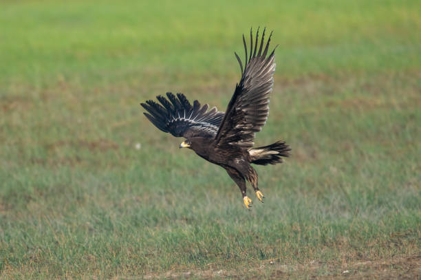 Greater Spotted Eagle flying up in the sky Greater Spotted Eagle flying up in the sky spotted eagle stock pictures, royalty-free photos & images