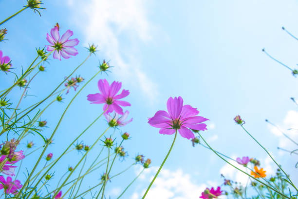 istock Cosmos flower and beautiful sky 1294077510