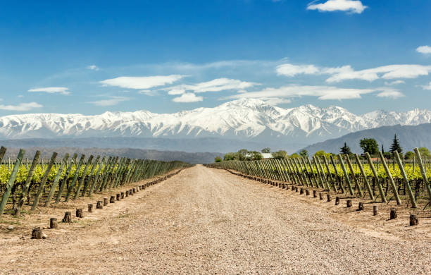 viñedos de luján de cuyo en la región vinícola de mendoza, argentina. - andes fotografías e imágenes de stock