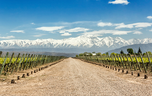 Lujan de Cuyo´s vineyards in the Mendoza wine region, Argentina.