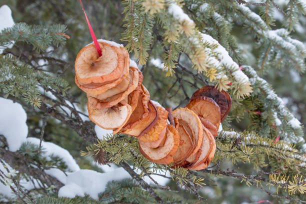 dried apple rings hanging in a tree to feed the wildlife during winter - dried apple imagens e fotografias de stock