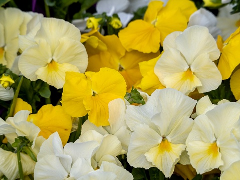 On a white isolated background, fresh yellow inflorescences of evening primrose flower close-up.