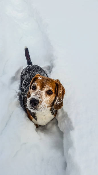 beagle mit spaß im tiefschnee - snow dog walking running stock-fotos und bilder