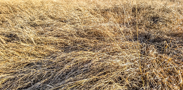 Dry grass makes a unique background in Alaska.