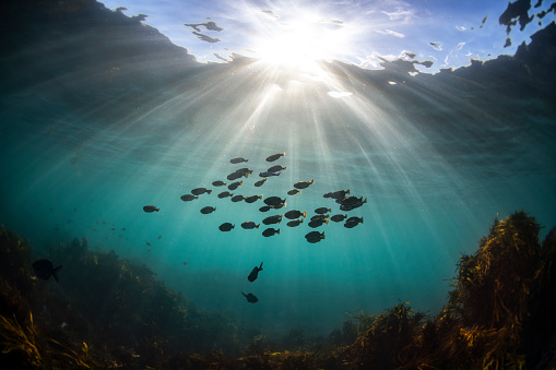 School of fish swimming in the crystal clear water, Australia