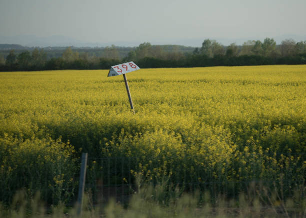 istock yellow rapeseed field in summer 1294087080