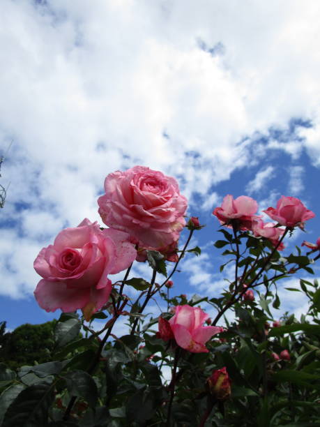 istock Bright Soft Pink Roses Against the Sky 2020 1294087847
