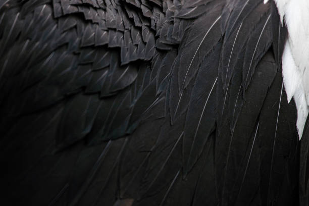istock black and white pelican feather close-up 1294088561