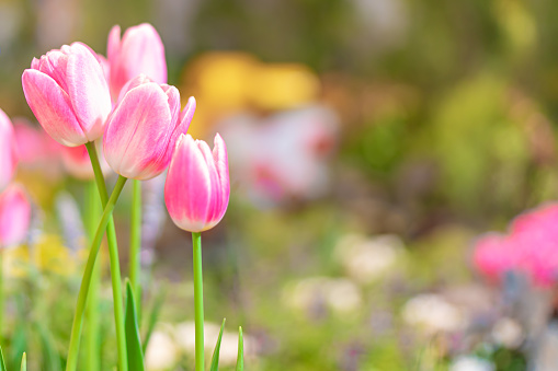 Tulip flowers, shallow selective focus. Spring nature background for web banner and card design