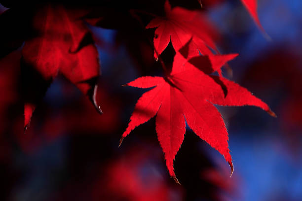 istock Autumn Leaf Japanese Maple Nature Red Selective Focus 1294091603
