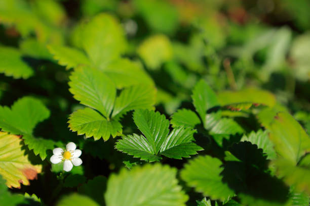 istock Flower Strawberry Plant Close-up Focus On Foreground 1294091609