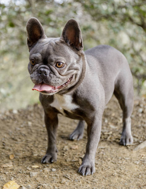 istock Blue Female Frenchie Standing on a trail 1294091718