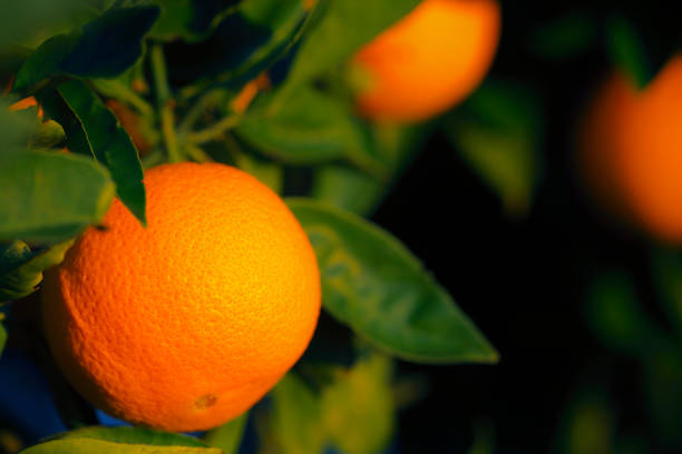 Naval Orange Ripening on the Tree. Canon 5DMkii Lens EF100mm f/2.8L Macro IS USM ISO 200